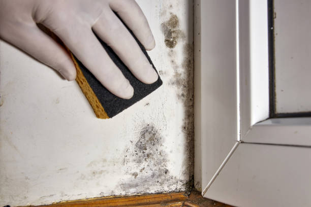 Best Mold Documentation for Insurance Claims  in , NM